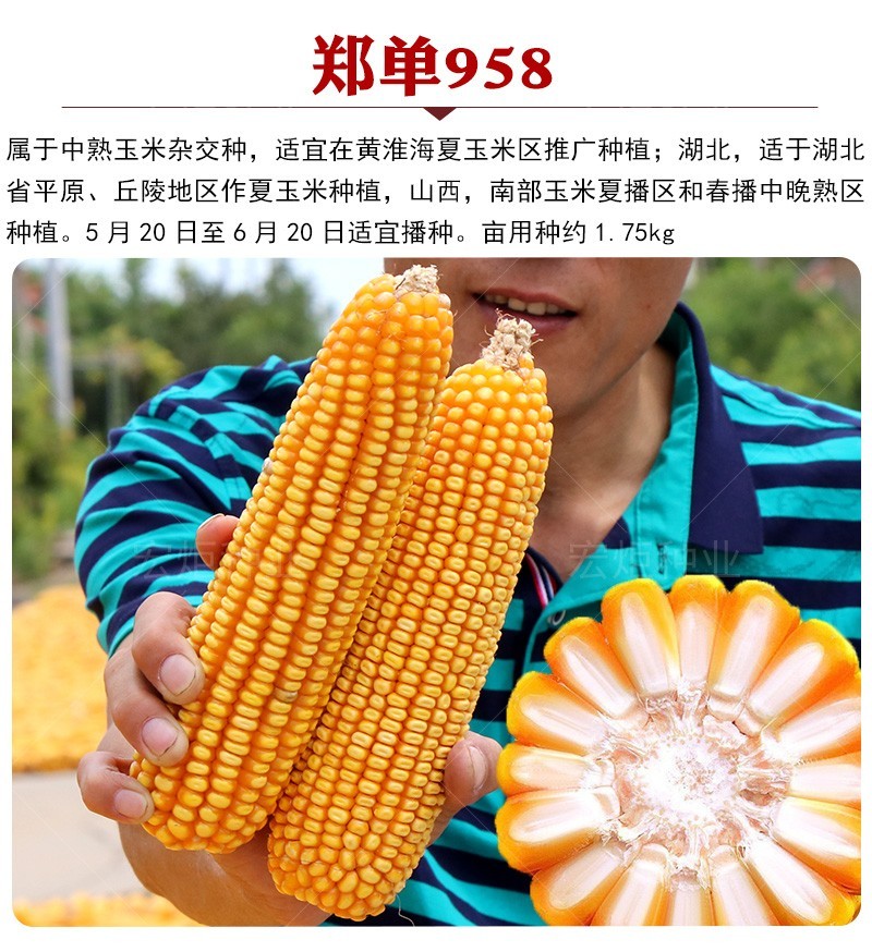 郑单958玉米种籽高产玉米杂交种农业早熟大田饲料玉米