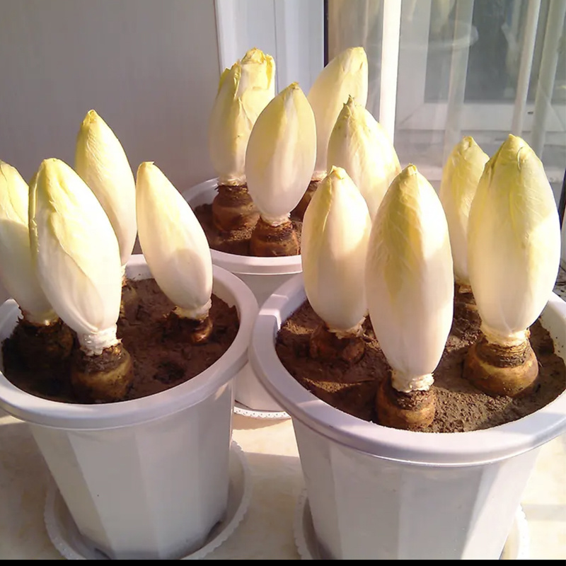 金玉兰根菜苗菊苣根玉兰根软化菊苣根