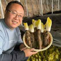 金玉兰菜苗老根活苗种根种球大球软化芽球菊苣根土培水培家庭