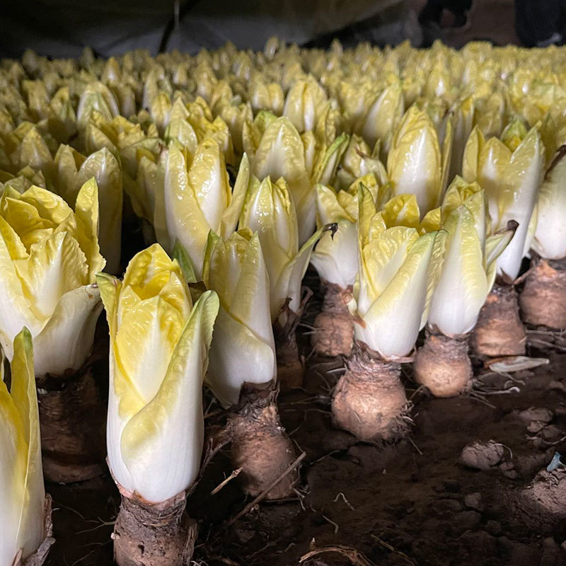 金玉兰根菜苗菊苣根玉兰根软化菊苣根