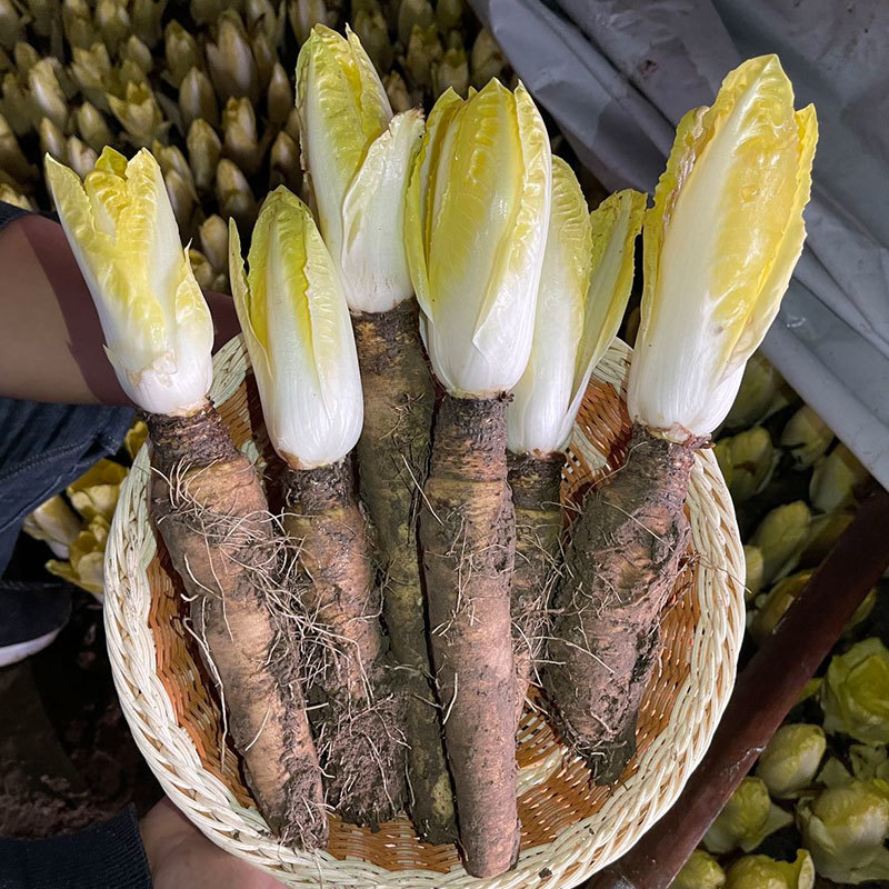 金玉兰根菜苗菊苣根玉兰根软化菊苣根