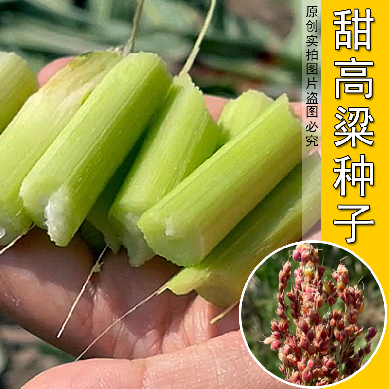 甜杆种子北方甘蔗种籽甜柑高粱杆甜高粱种子