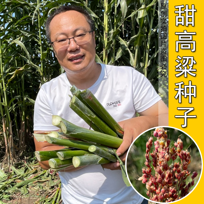 甜杆种子北方甘蔗种籽甜柑高粱杆甜高粱种子