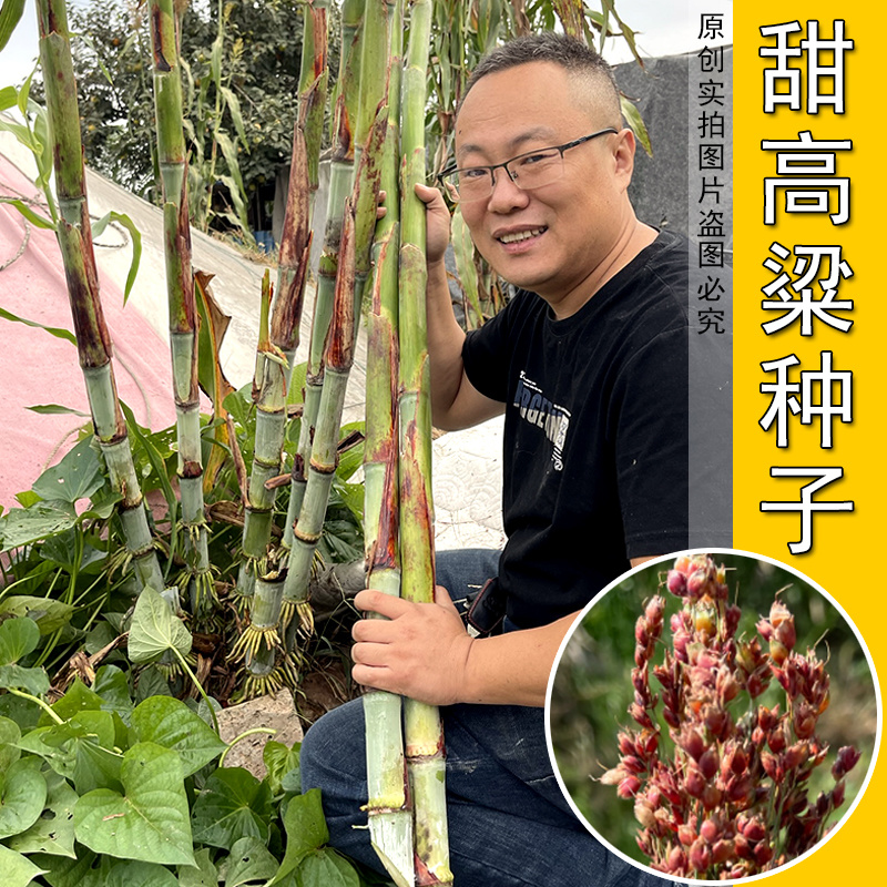 甜杆种子北方甘蔗种籽甜柑高粱杆甜高粱种子