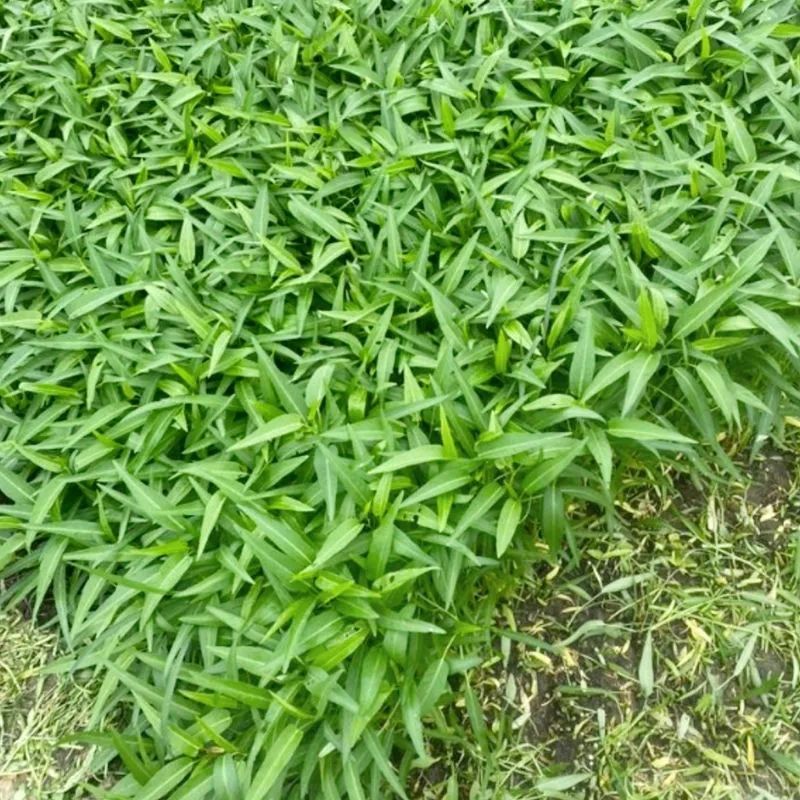光杆竹叶空心菜种子长叶型植株直立口感脆嫩