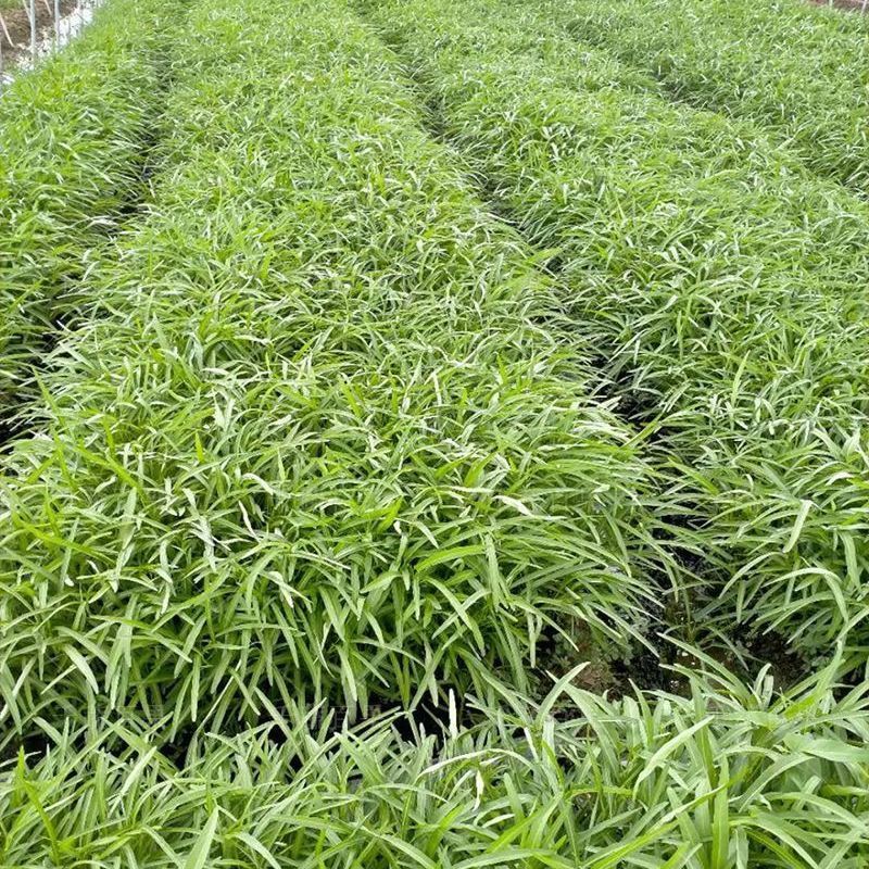 光杆竹叶空心菜种子长叶型植株直立口感脆嫩