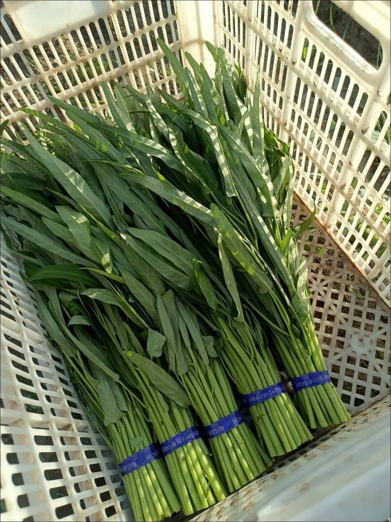 光杆竹叶空心菜种子长叶型植株直立口感脆嫩