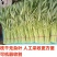 光杆竹叶空心菜种子长叶型植株直立口感脆嫩