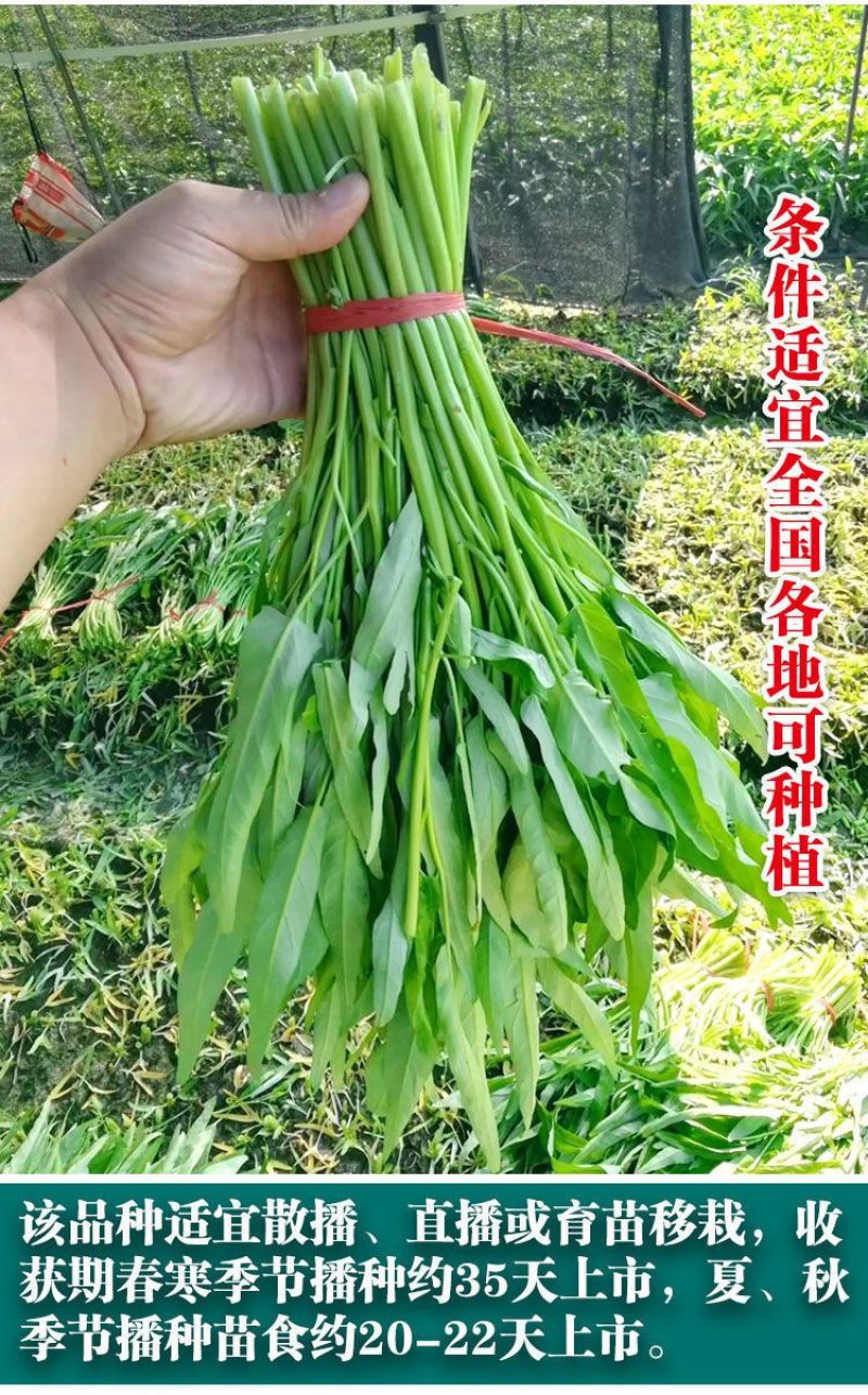 光杆竹叶空心菜种子长叶型植株直立口感脆嫩
