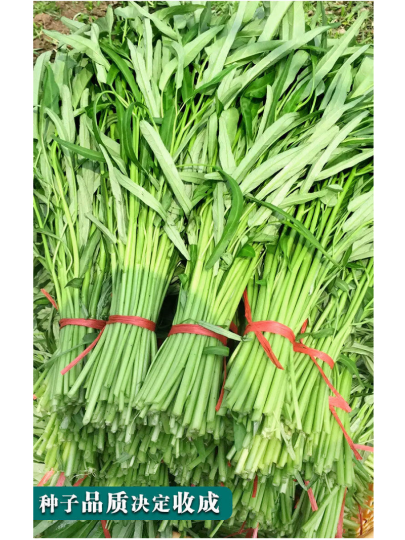 光杆竹叶空心菜种子长叶型植株直立口感脆嫩