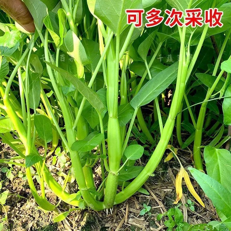 中蔬三叉空心菜种子一籽三叉空心菜种子叶片大梗粗叶宽