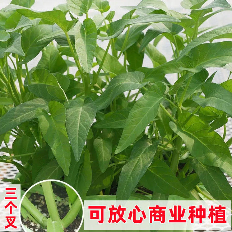 中蔬三叉空心菜种子一籽三叉空心菜种子叶片大梗粗叶宽