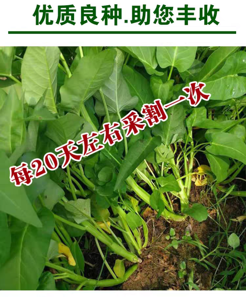 中蔬三叉空心菜种子一籽三叉空心菜种子叶片大梗粗叶宽