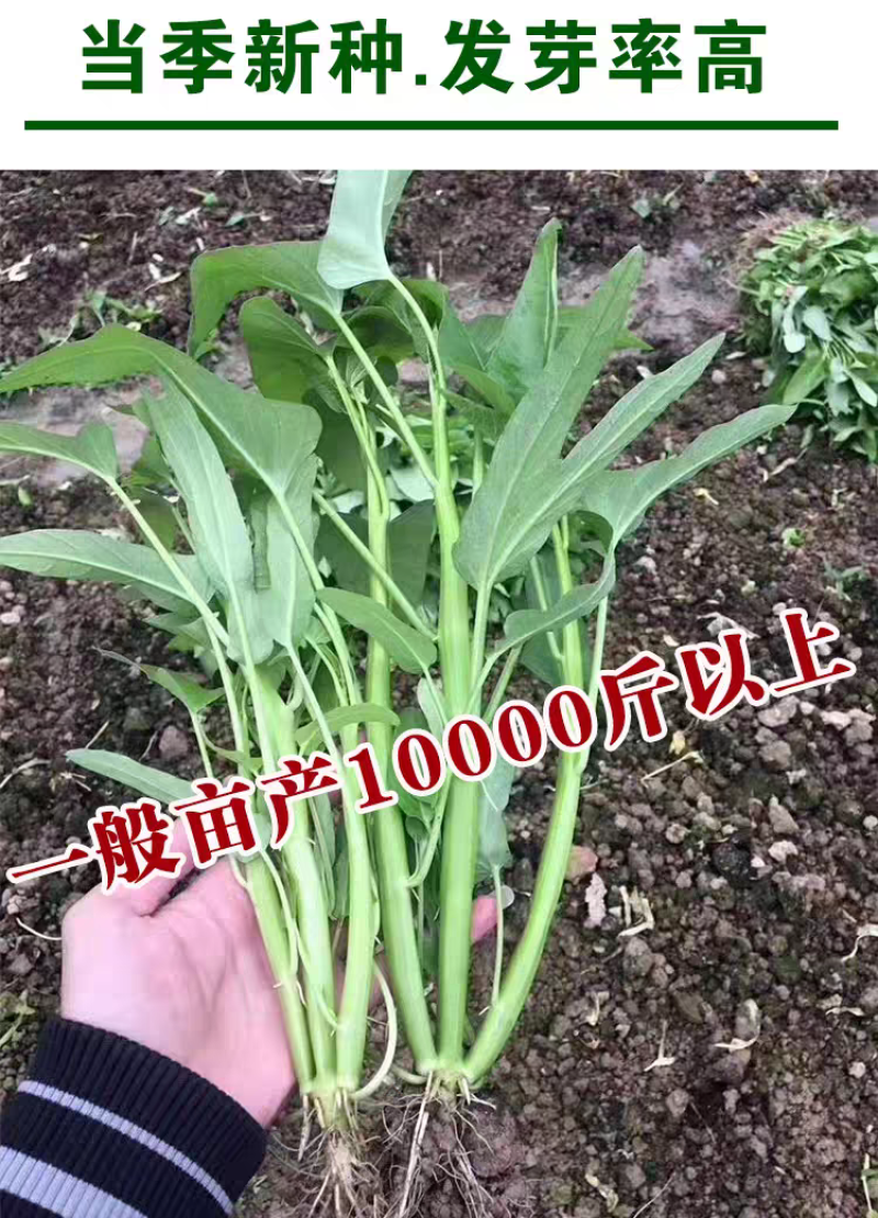中蔬三叉空心菜种子一籽三叉空心菜种子叶片大梗粗叶宽