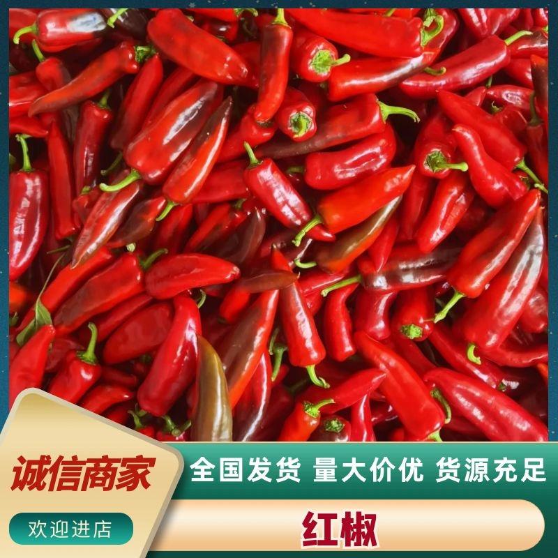 江苏精品鲜辣椒红椒，产地一手货源，量大价优，可视频看货