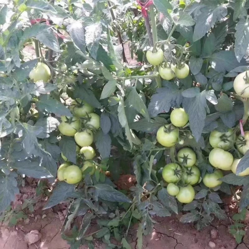 硬粉状元番茄种子果皮厚耐运输抗病耐寒无限生长不早衰