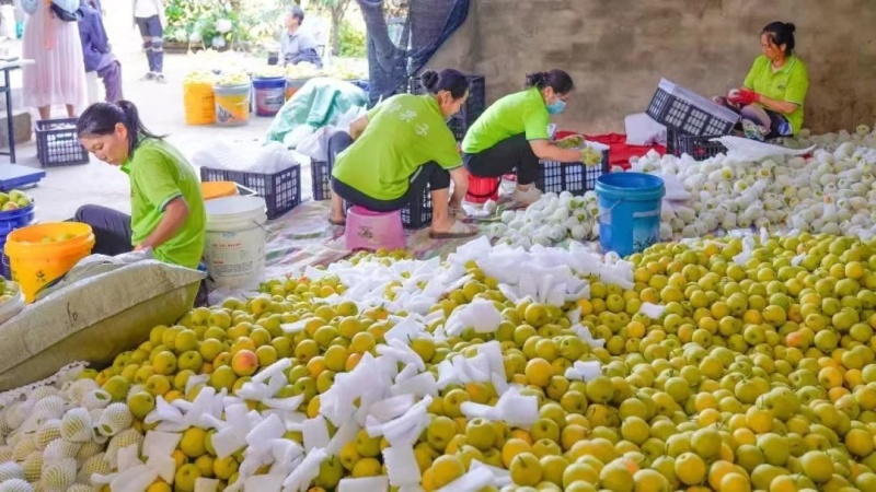 【优选】云南丁香梨大量上市基地直发货发全国品质保证