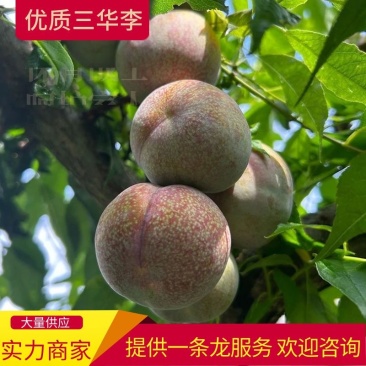 李子广西三华李广西李子产地直发可视频看货提供一条龙服务