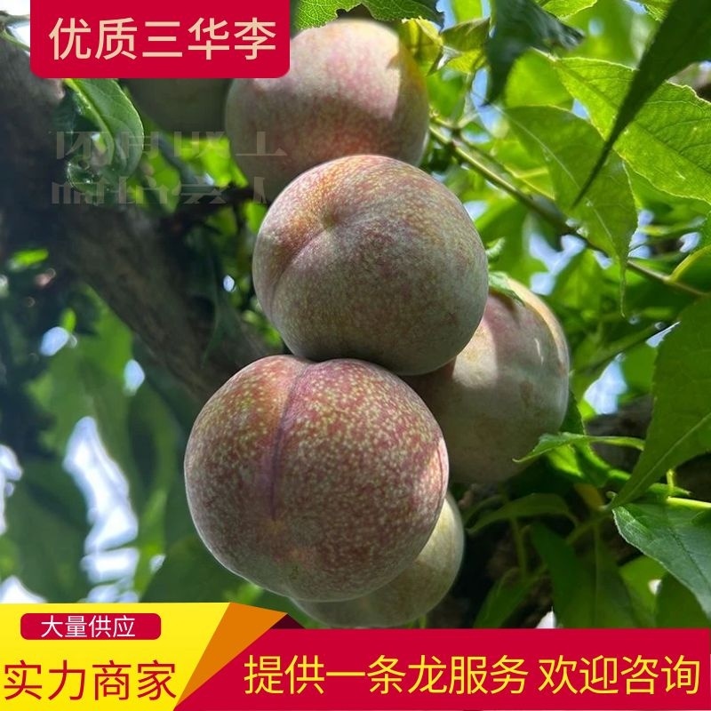 李子广西三华李广西李子产地直发可视频看货提供一条龙服务