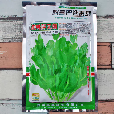 美味胖无须豌豆尖种子快速肥大可连续掐尖8-9次