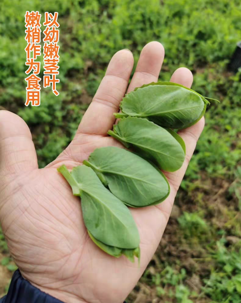 美味胖无须豌豆尖种子快速肥大可连续掐尖8-9次