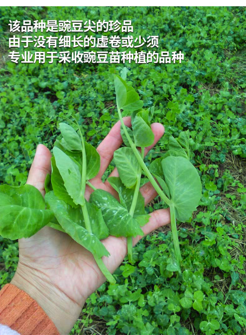 美味胖无须豌豆尖种子快速肥大可连续掐尖8-9次