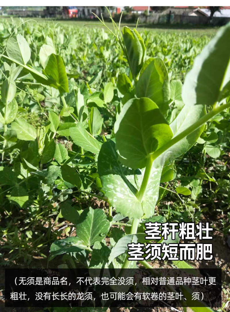 美味胖无须豌豆尖种子快速肥大可连续掐尖8-9次