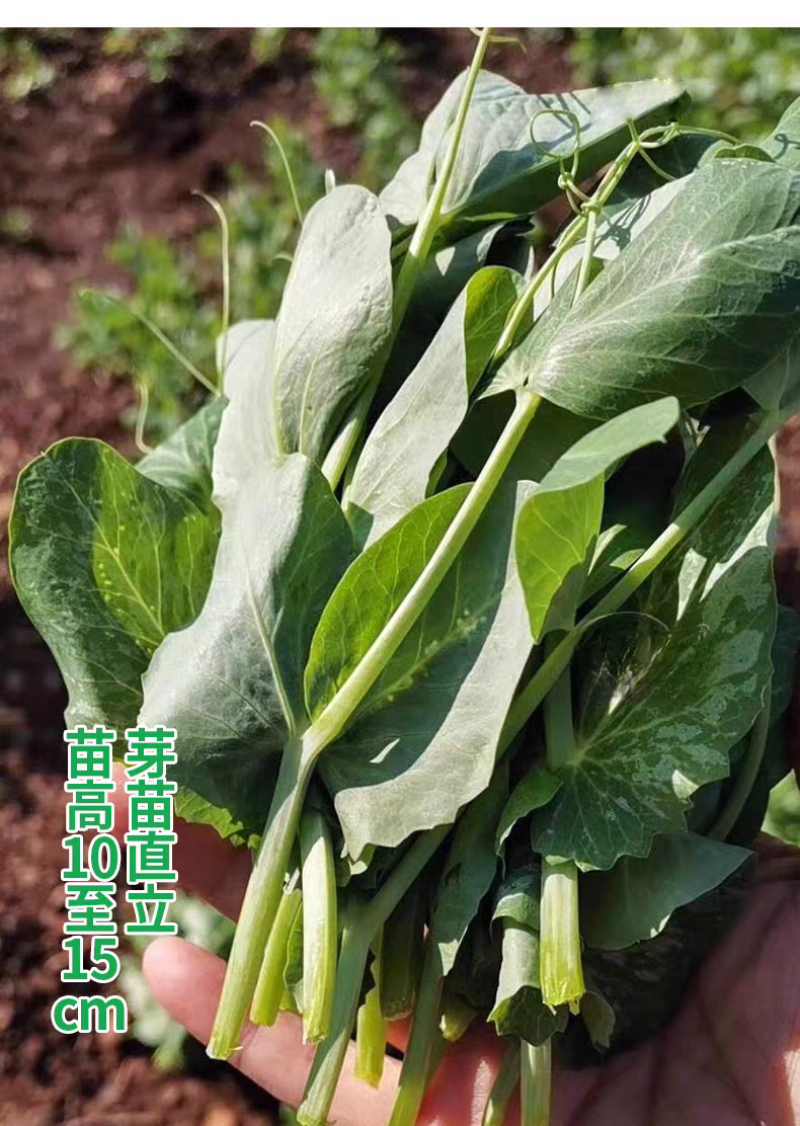 美味胖无须豌豆尖种子快速肥大可连续掐尖8-9次