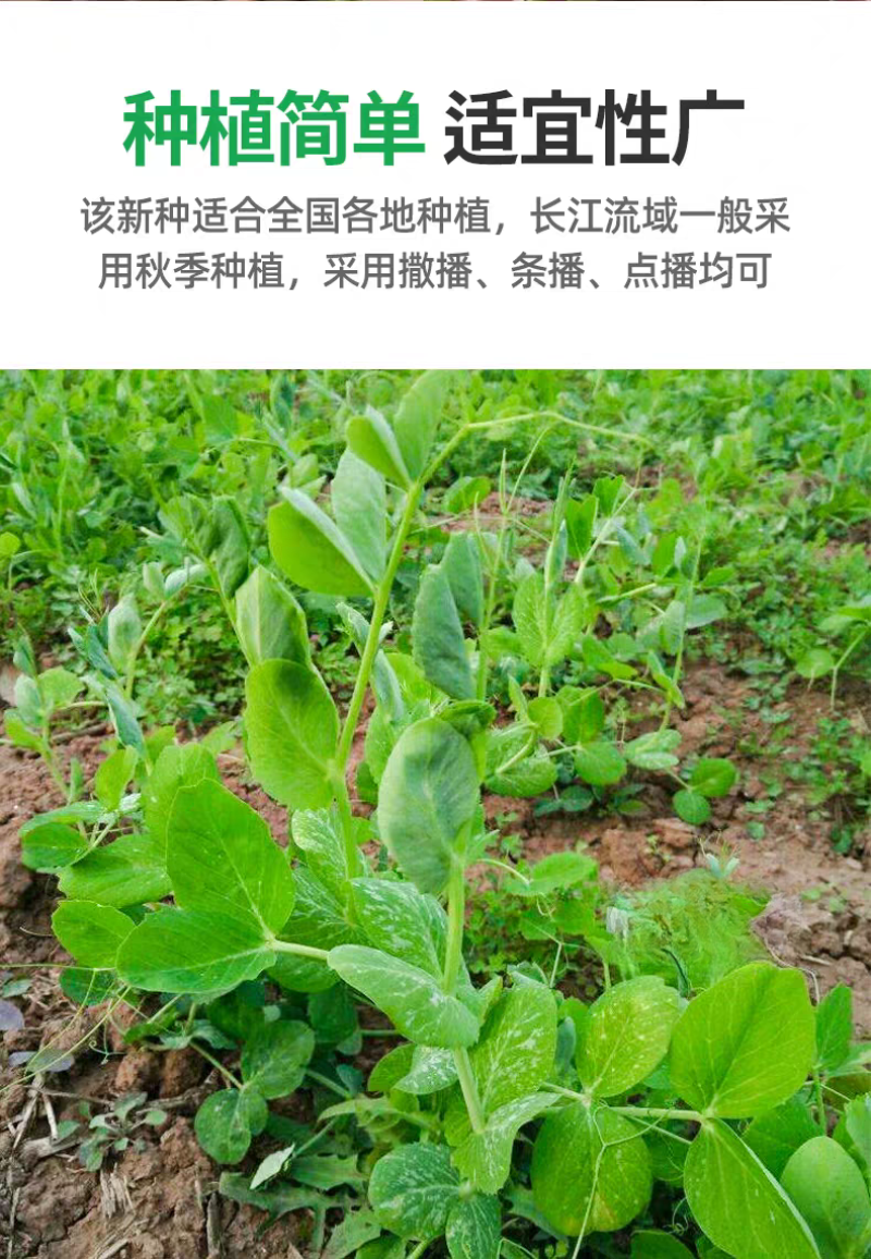 美味胖无须豌豆尖种子快速肥大可连续掐尖8-9次