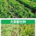 美味胖无须豌豆尖种子快速肥大可连续掐尖8-9次
