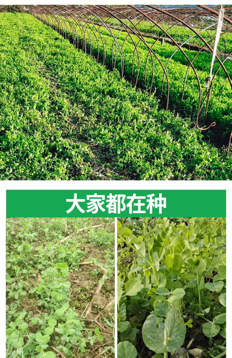 美味胖无须豌豆尖种子快速肥大可连续掐尖8-9次