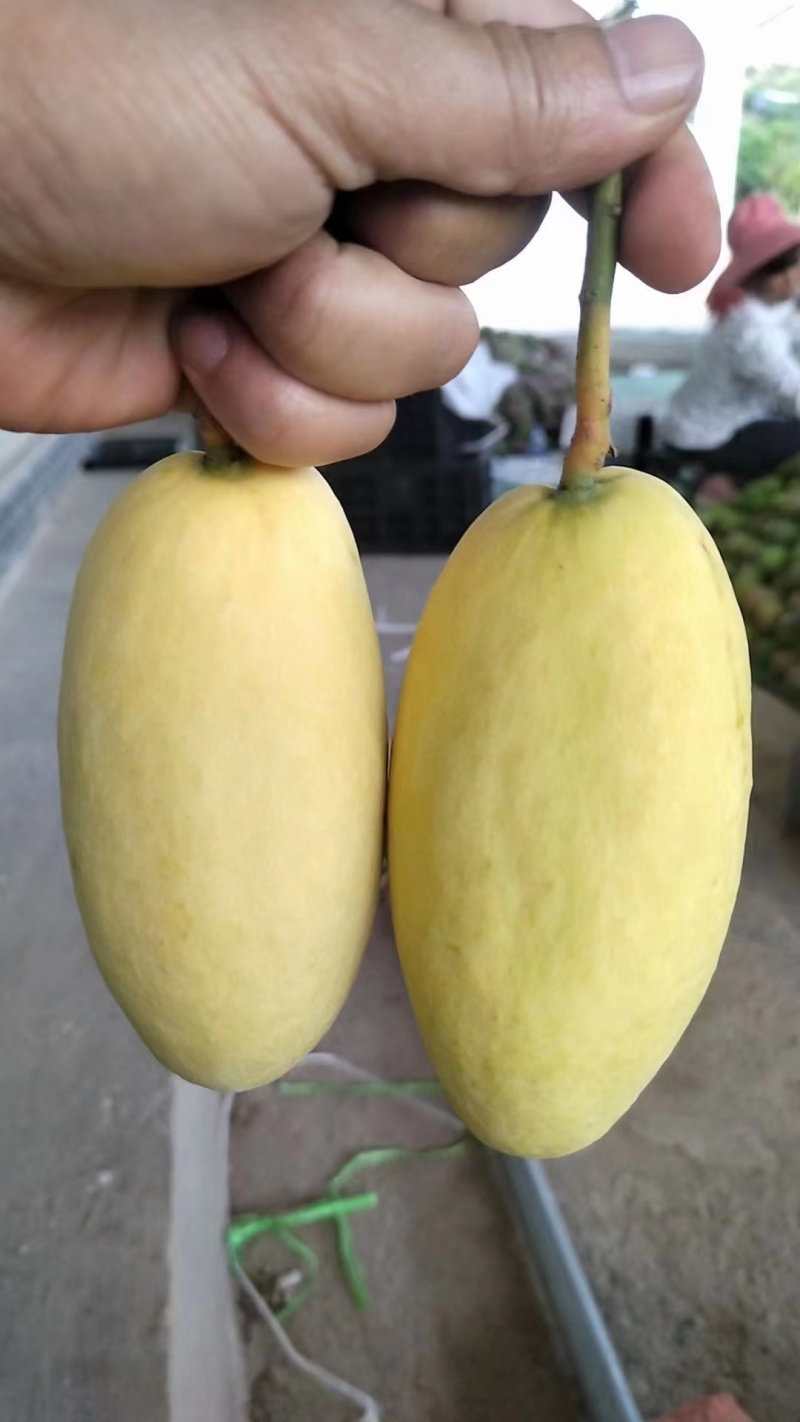云南芒果精品鹰嘴芒果对接电商市场商超等各类客户