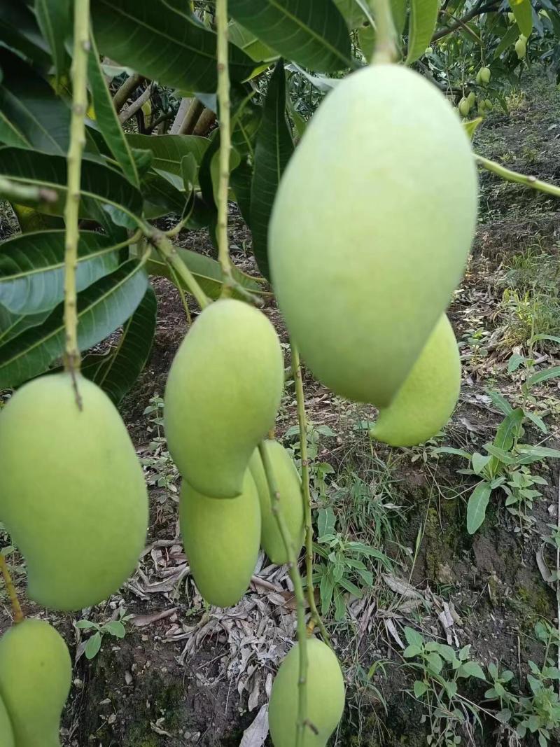 云南芒果精品鹰嘴芒果对接电商市场商超等各类客户