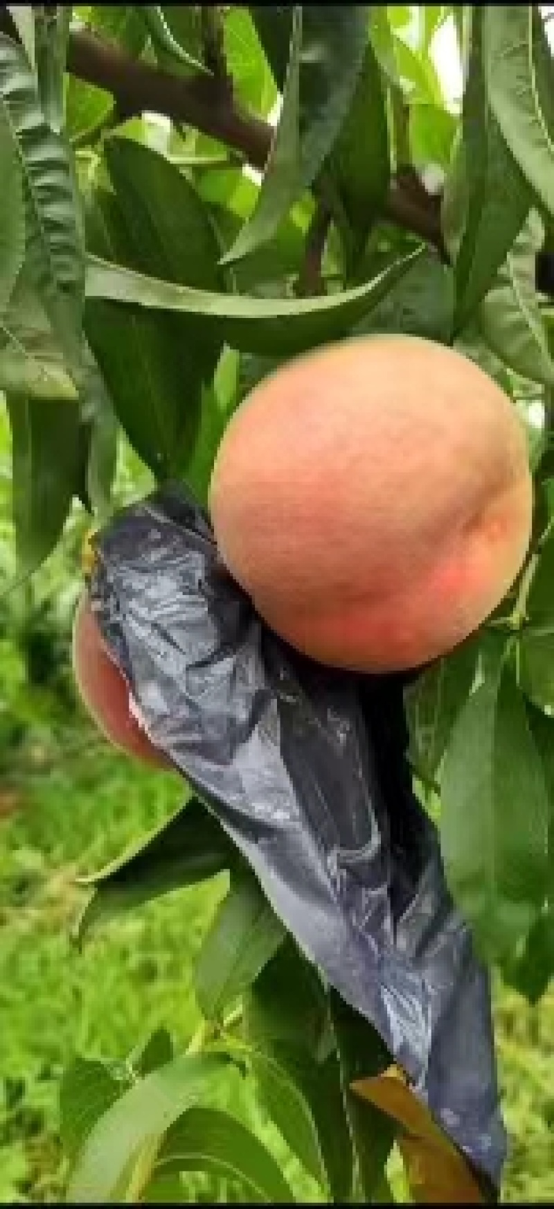 【精品】新沂优质水蜜桃，口感甜脆产地直发一手货源