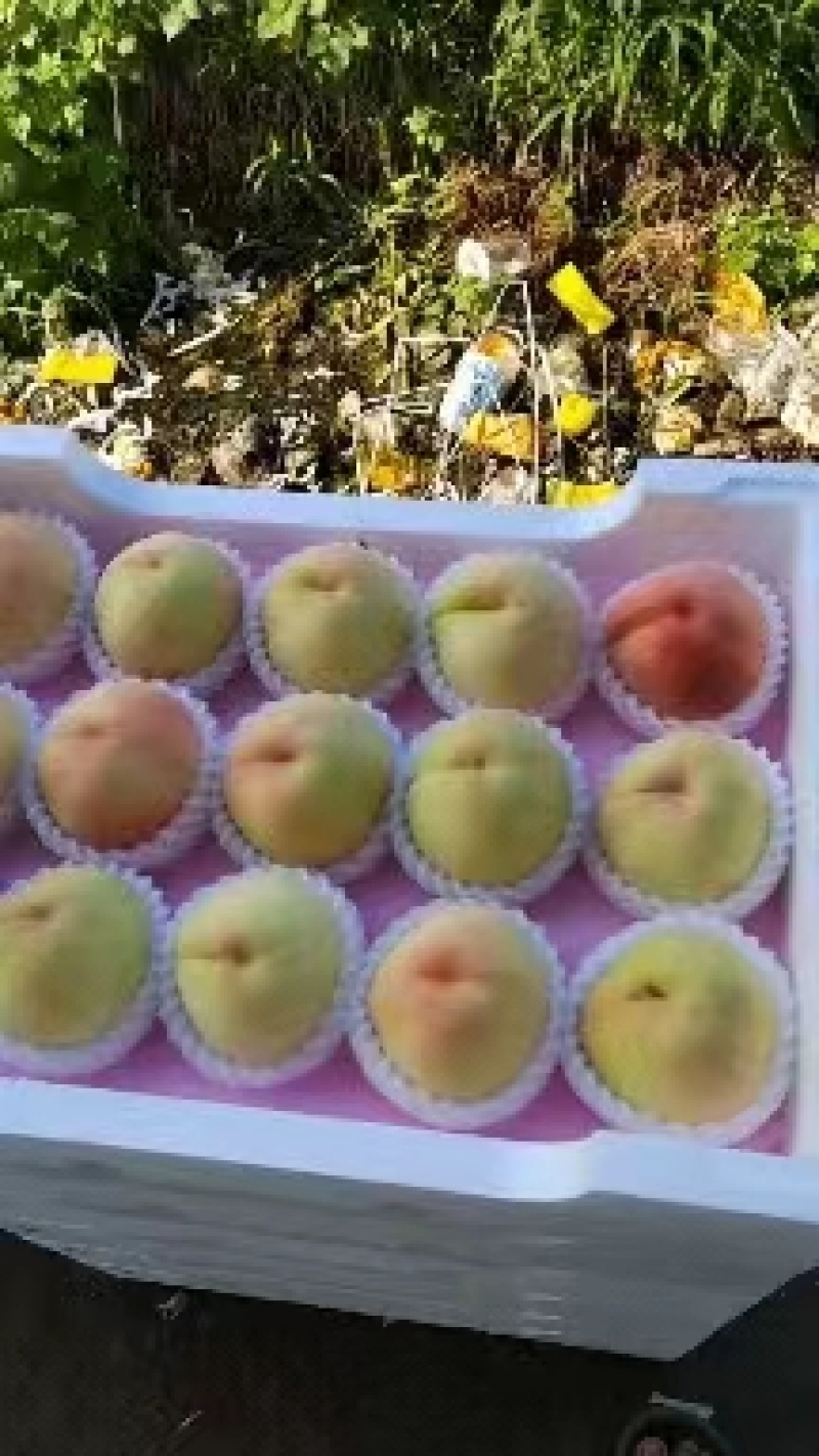 【精品】新沂优质水蜜桃，口感甜脆产地直发一手货源