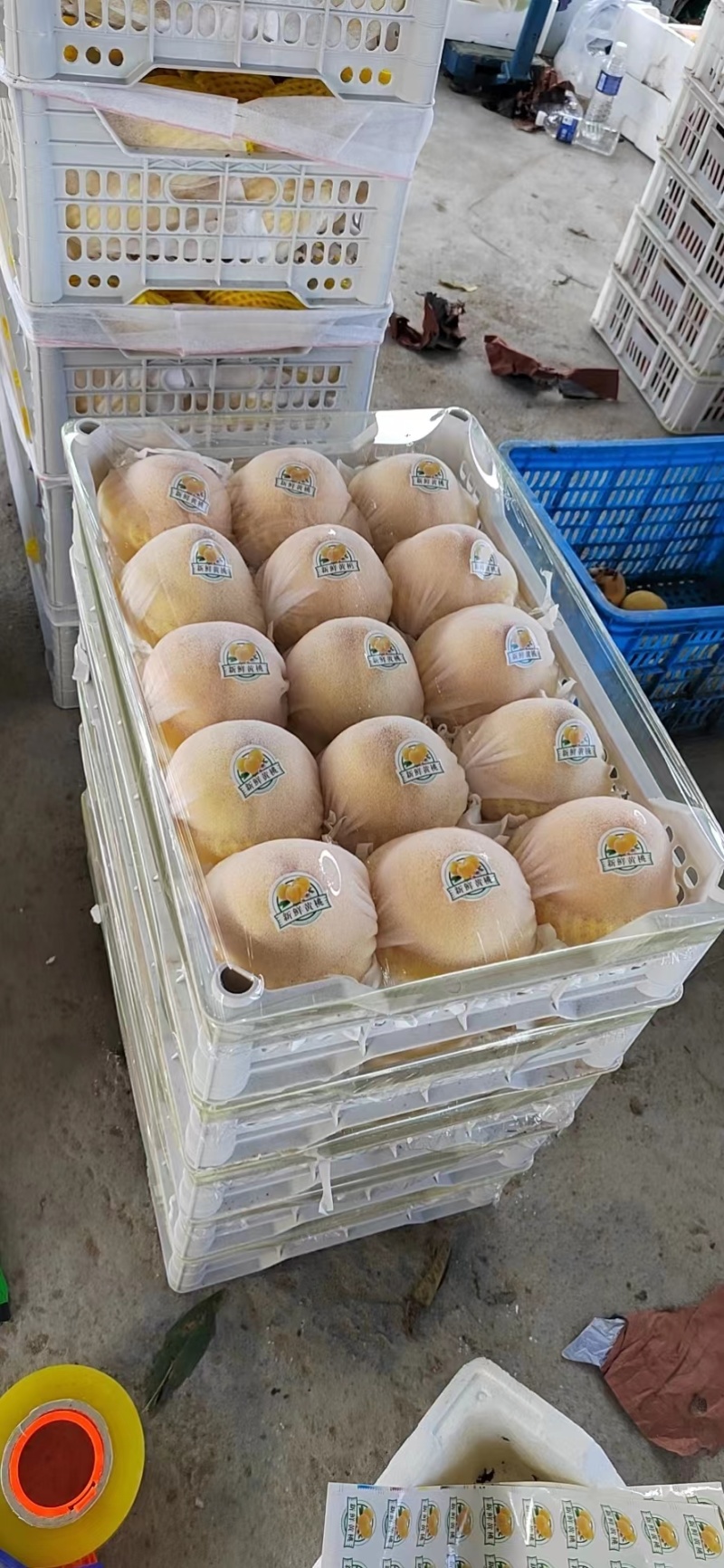 【精品】新沂优质水蜜桃，口感甜脆产地直发一手货源