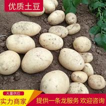 【河南土豆】荷兰十五土豆大量供应品质保证欢迎来电
