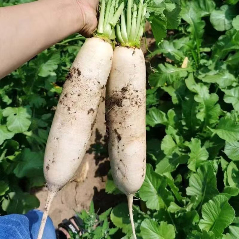 新鲜白萝卜，健康美味，直供市场商超，欢迎来电合作共赢