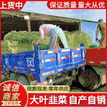 大叶韭菜大量供应中基地直供全国发货常年供应开封