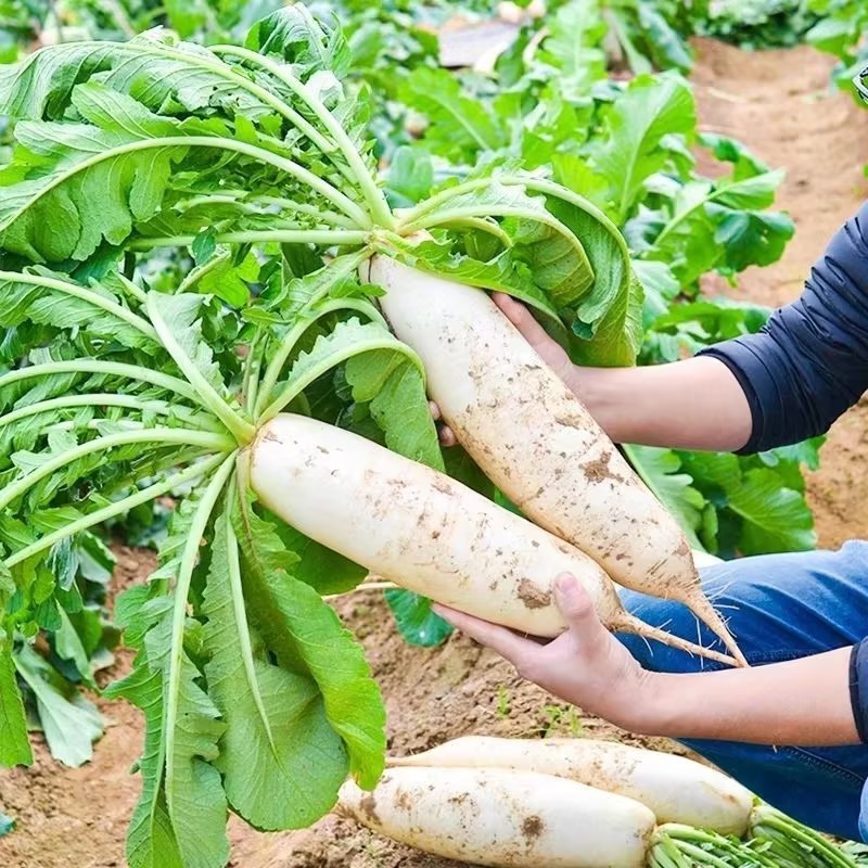 基地加工厂直发货，质量杠杠的欢迎来电订购