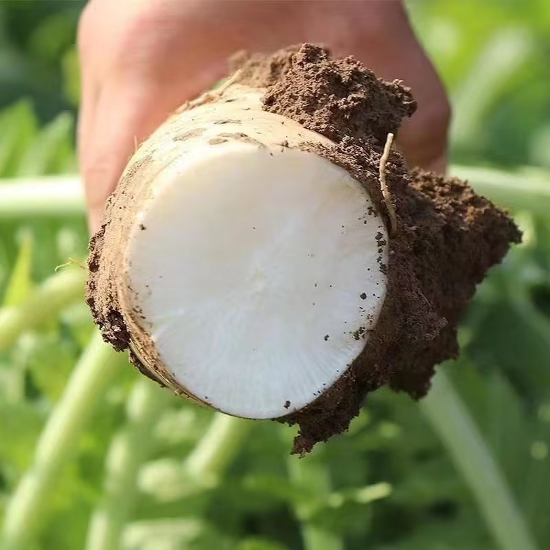 基地加工厂直发货，质量杠杠的欢迎来电订购