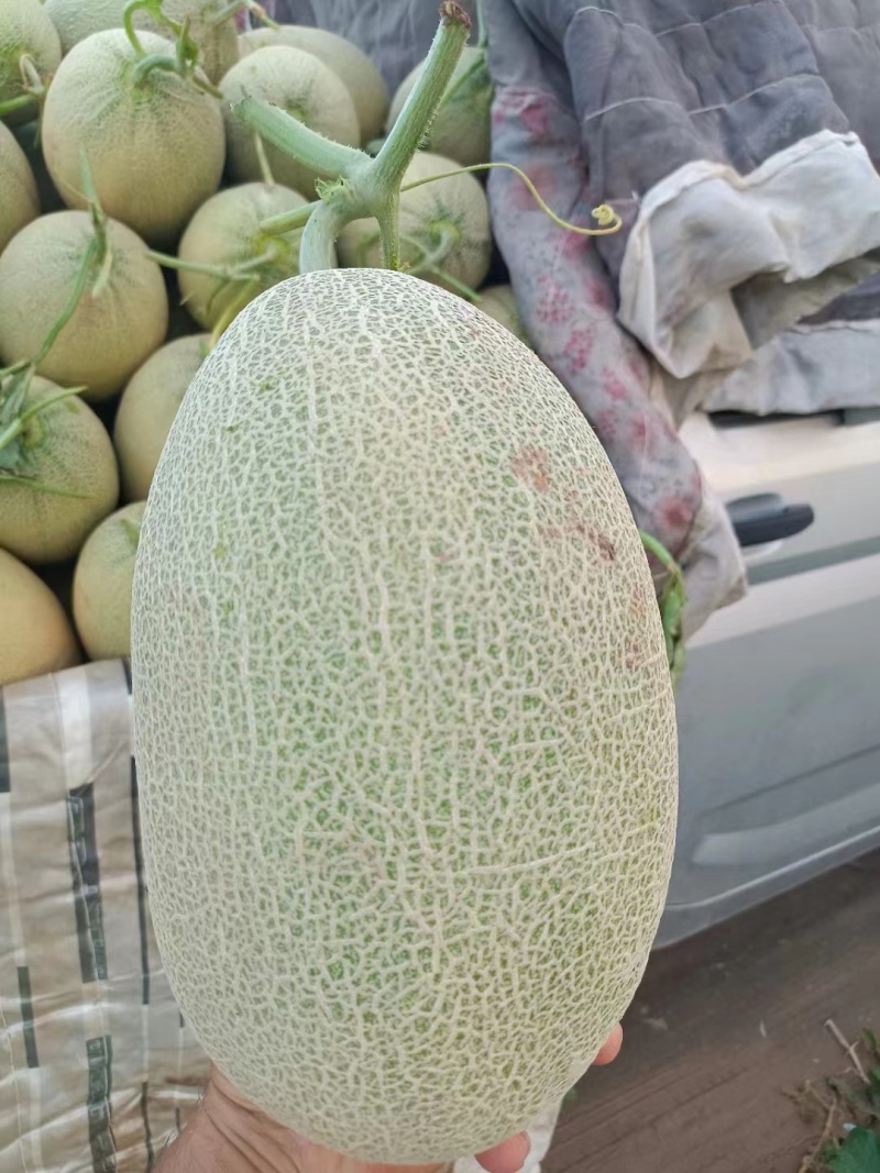 新疆哈密瓜大量上市了小密25糖度高口感好品质保证