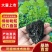 【热卖】江西樟树粉防己穴盘苗，裸根苗大量上市基地发往全国