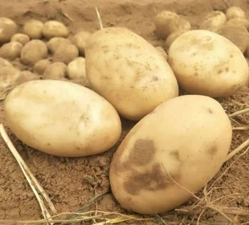 【精选】沃土5号精品土豆产地直供货源充足欢迎联系