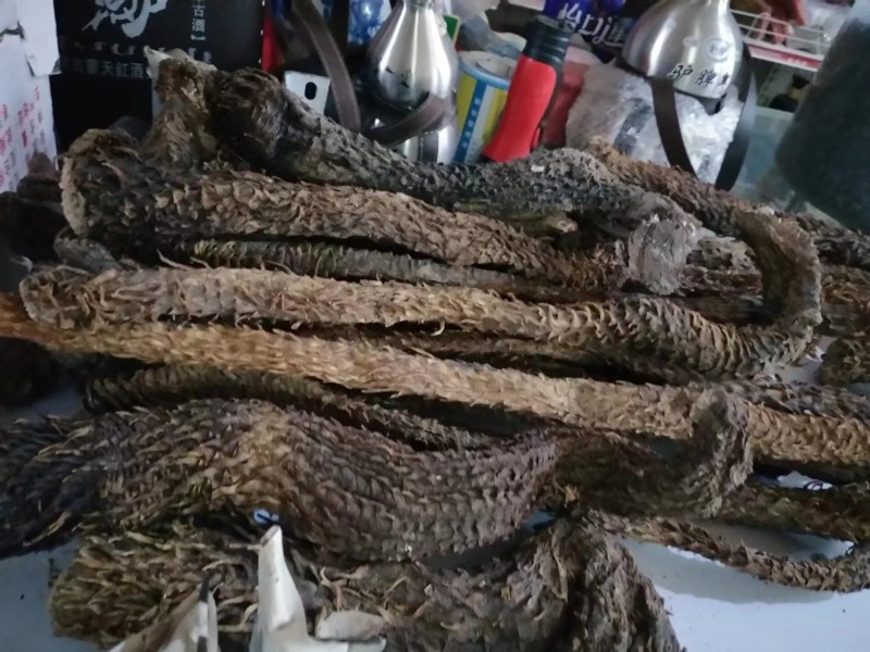 精品整根锁阳锁阳片质量保证品种纯正假一赔十