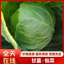 坝上蔬菜种植恒绿甘蓝大量长期稳定供货！量大从优保证质量！