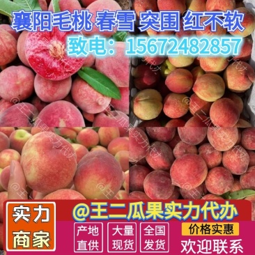 【湖北露天毛桃系列】产地对接电商超市社区团购市场