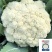 特早熟58天种植耐热基地优品春秋松花菜种子青梗花椰菜种