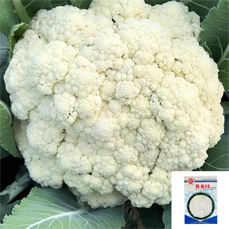 特早熟58天种植耐热基地优品春秋松花菜种子青梗花椰菜种