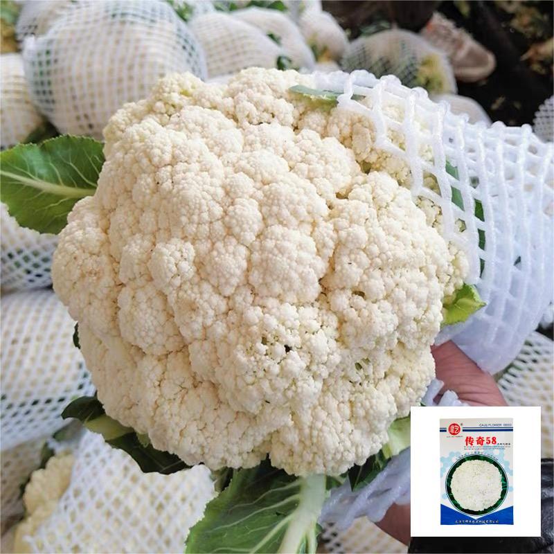 特早熟58天种植耐热基地优品春秋松花菜种子青梗花椰菜种